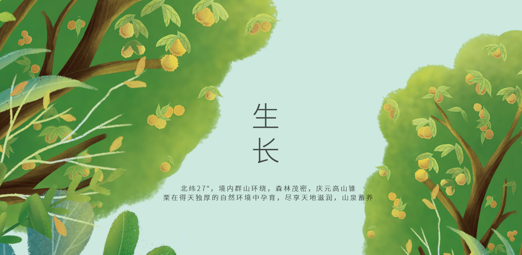 生長，慶元板栗插畫設(shè)計(jì)